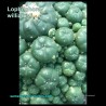 Lophophora williamsii - Peyotl Bourgeonnant