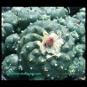 Lophophora williamsii - Peyotl à Croissance Géométrique