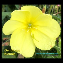 Oenothera biennis - Floraison Somptueuse de l'Onagre