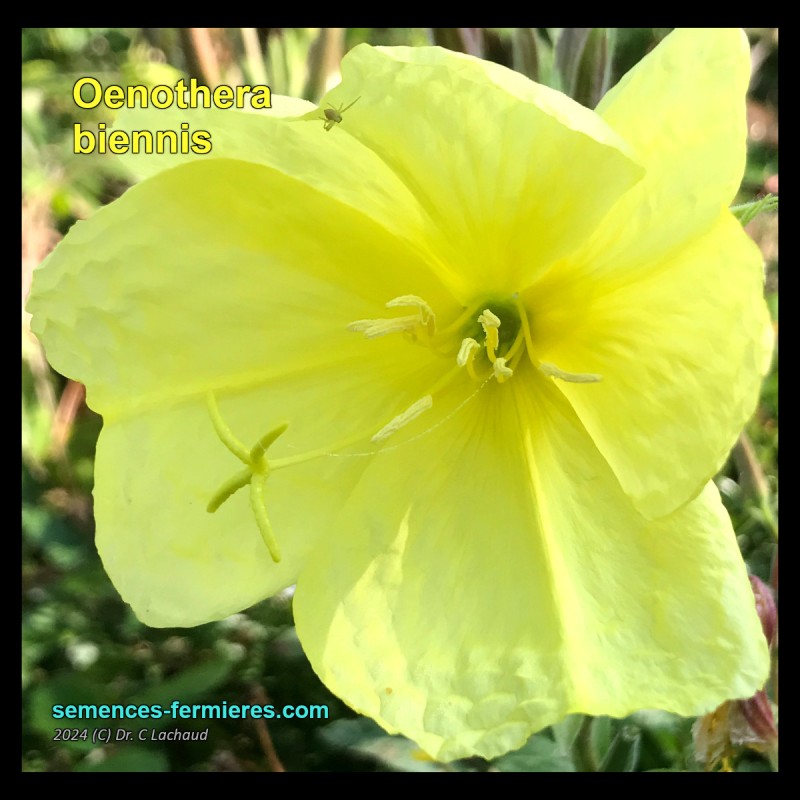 Oenothera biennis - Onagre - Graines