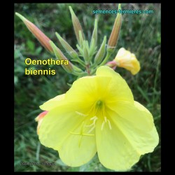 Oenothera biennis - La Fleur d'Onagre est très Large