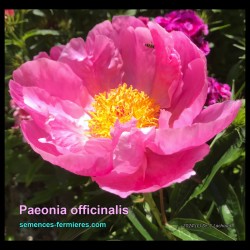 Paeonia officinalis - Pivoine Officinale - Graines