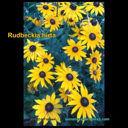 Rudbeckia hirta - Dyer's Rudbeckia - Seeds