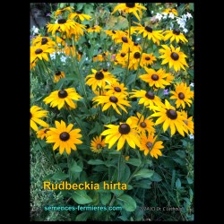 Rudbeckia hirta - Dyer's Rudbeckia - Seeds