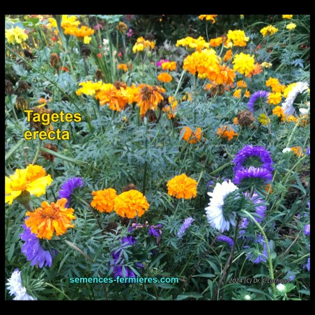 Tagetes erecta - Mexican Marigold - Seeds