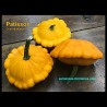 Cucurbita pepo - Pattypan Squash - Seeds