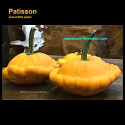 Cucurbita pepo - Pattypan...