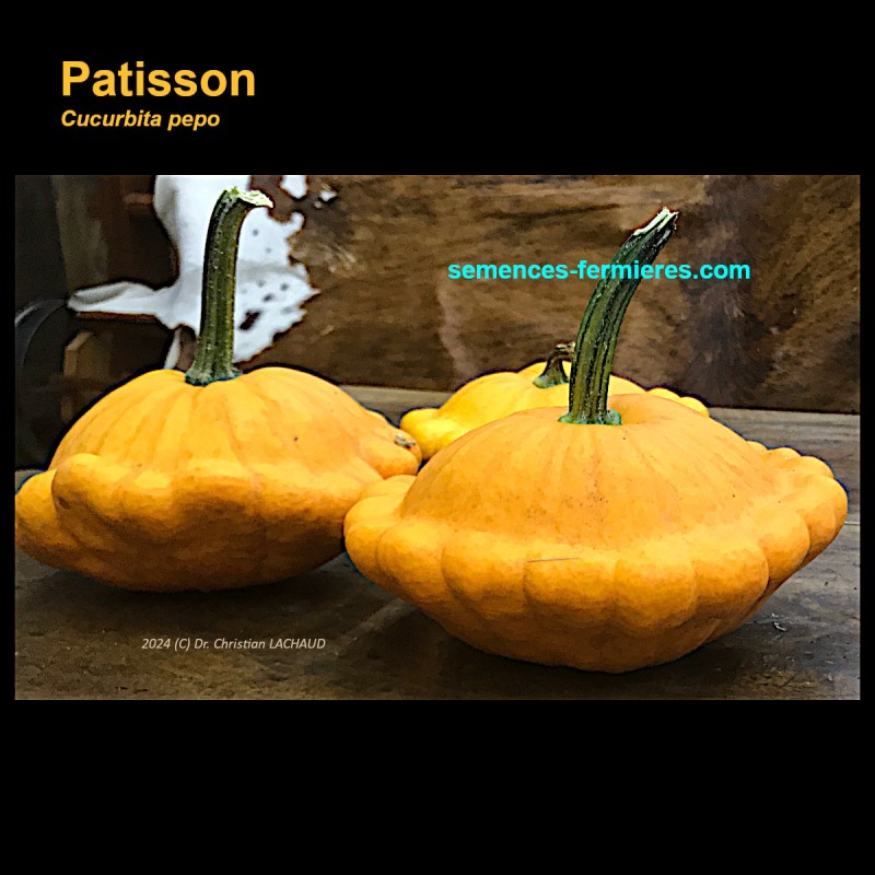 Pâtisson - Cucurbita pepo