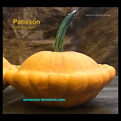 Cucurbita pepo - Pattypan Squash - Seeds