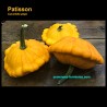 Cucurbita pepo - Pattypan Squash - Seeds