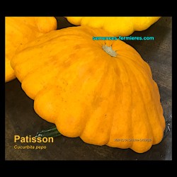 Cucurbita pepo - Pattypan Squash - Seeds