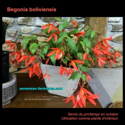 Begonia boliviensis - Bolivian Begonia - Seeds