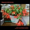 Begonia boliviensis - Bolivian Begonia - Seeds