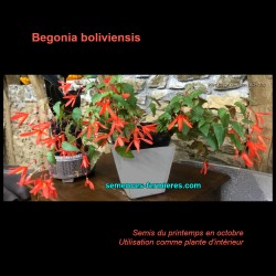 Begonia boliviensis -...