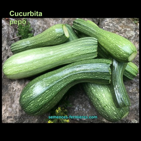 Courgette Verte