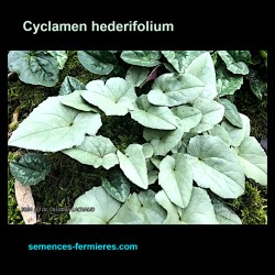 Cyclamen hederifolium - Cyclamen à Feuilles de Lierre - Graines