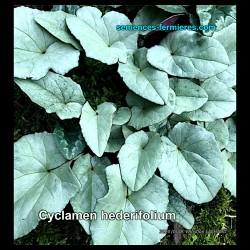 Cyclamen hederifolium - Cyclamen à Feuilles de Lierre - Graines