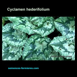 Cyclamen hederifolium - Cyclamen à Feuilles de Lierre - Graines