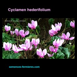 Cyclamen hederifolium - Cyclamen à Feuilles de Lierre - Graines