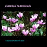 Cyclamen hederifolium - Cyclamen à Feuilles de Lierre - Graines