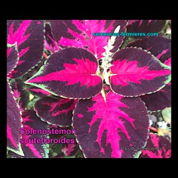 Solenostemon scutellaroides - Coleus - Graines