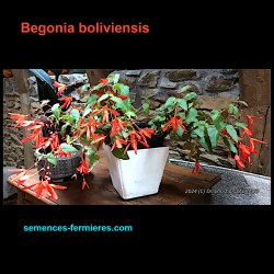 Begonia boliviensis - Bégonia Cascade - Graines