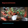 Begonia boliviensis - Bolivian Begonia - Seeds