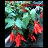 Begonia boliviensis - Bolivian Begonia - Seeds