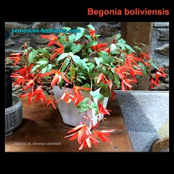 Begonia boliviensis - Bégonia Cascade - Graines