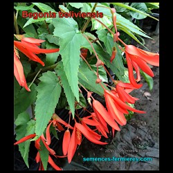 Begonia boliviensis - Bégonia Cascade - Graines