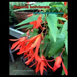 Begonia boliviensis - Bolivian Begonia - Seeds