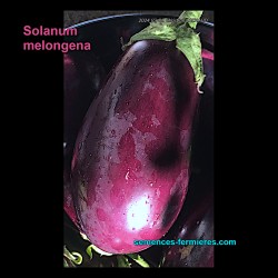 Solanum melongena -...