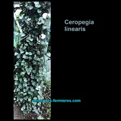 Ceropegia linearis ssp. woodii - Chain of Hearts - Cuttings