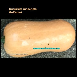 Cucurbita moschata - Butternut - Seeds