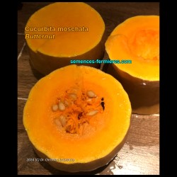 Cucurbita moschata -...