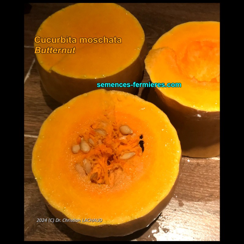 Cucurbita moschata Butternut