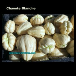 Chayote Blanche