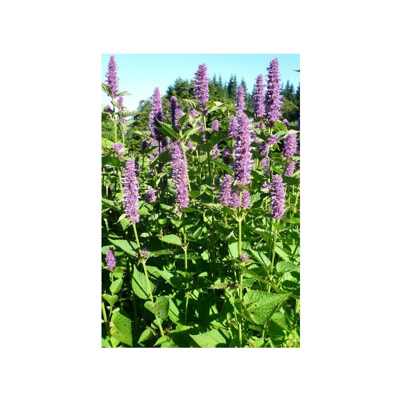 Agastache foeniculum - Agastache Anisée