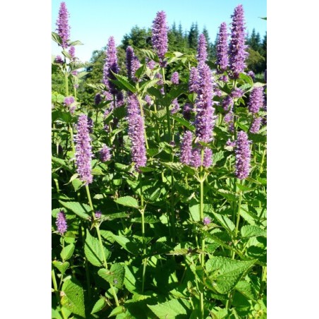 Agastache foeniculum - Agastache Anisée