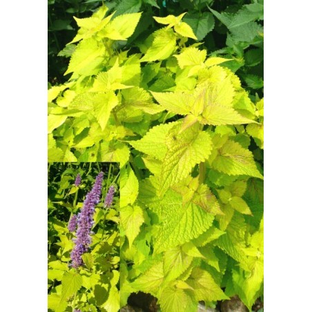 Agastache rugosa var. Aurea - Golden Korean Mint