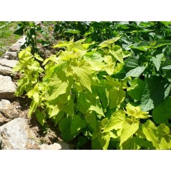 Golden Korean Mint's chartreuse foliage