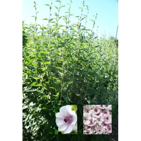 Althaea officinalis - Marsh Mallow - Common Marshmallow - Seeds