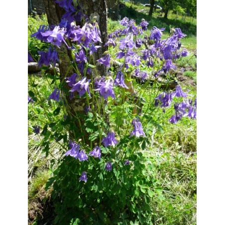 Aquilegia vulgaris - Ancolie botanique - Plant