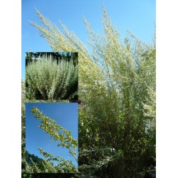 Artemisia absinthium - Absinthe - Plant