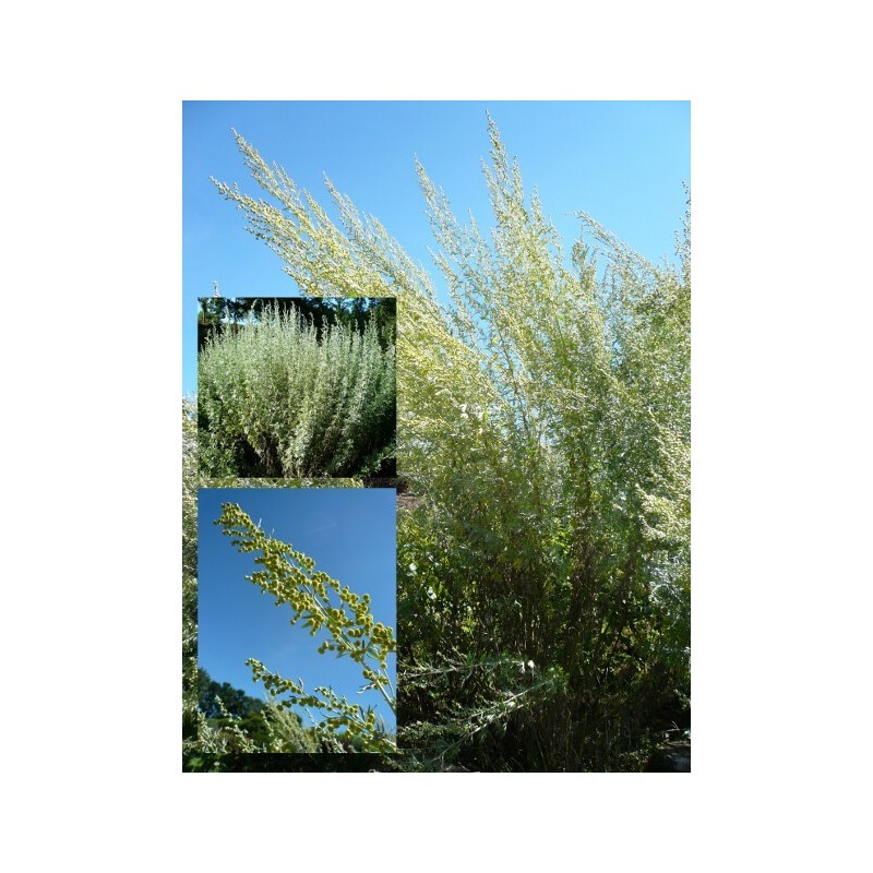 Artemisia absinthium - Absinthe - Plant