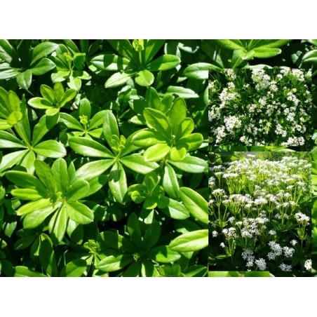Galium odoratum - Sweet Woodruff - Plant