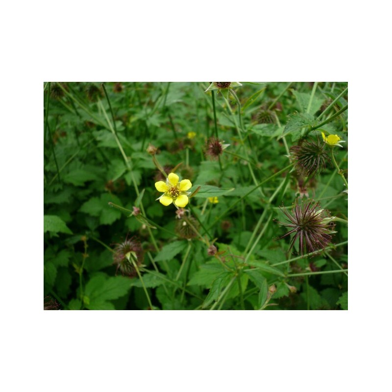 Geum urbanum - Wood Avens - Bennet's Root