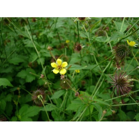 Geum urbanum - Wood Avens - Bennet's Root