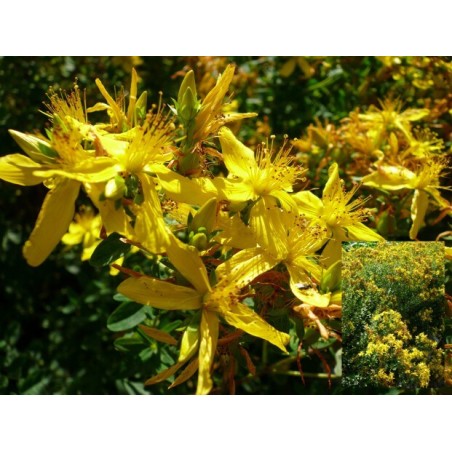 Hypericum perforatum botanique - Millepertuis - Plant