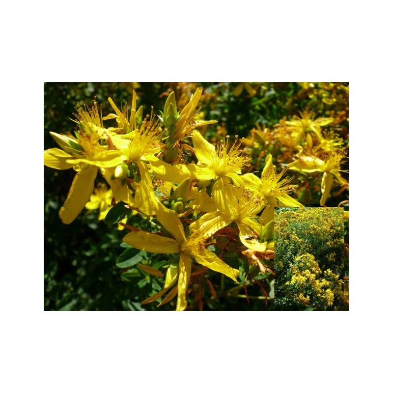 Hypericum perforatum - St. John's Wort - Seeds